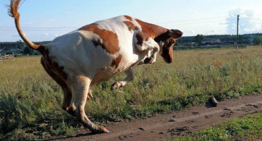 Vzteklina domácích a hospodářských zvířat